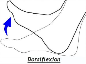 dorsiflexion